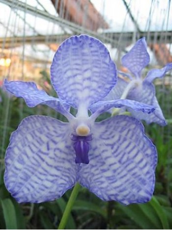 Ванда (Vanda coerulea compakt)